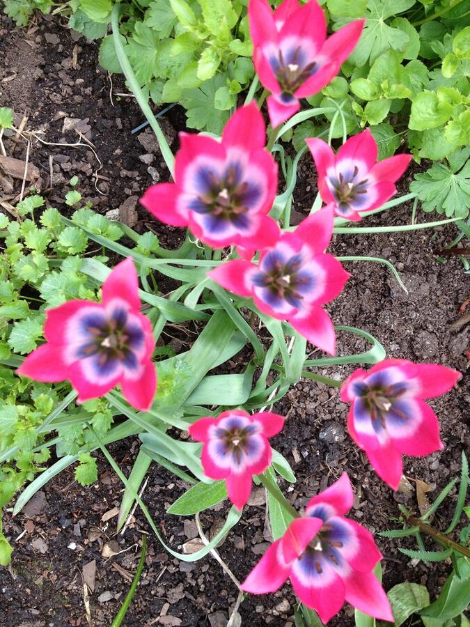 Tulipán 'Little Beauty' - Tulipa humilis 'Little Beauty'