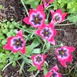 Tulipán 'Little Beauty' - Tulipa humilis 'Little Beauty'