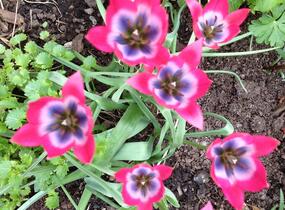 Tulipán botanický nízký 'Little Beauty' - Tulipa humilis 'Little Beauty'