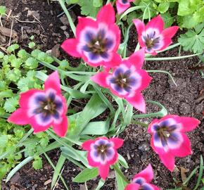 Tulipán 'Little Beauty' - Tulipa humilis 'Little Beauty'