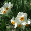 Narcis Tazetta 'Geranium' - Narcissus Tazetta 'Geranium'