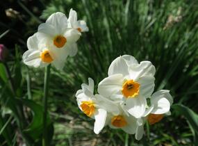 Narcis Tazetta 'Geranium' - Narcissus Tazetta 'Geranium'