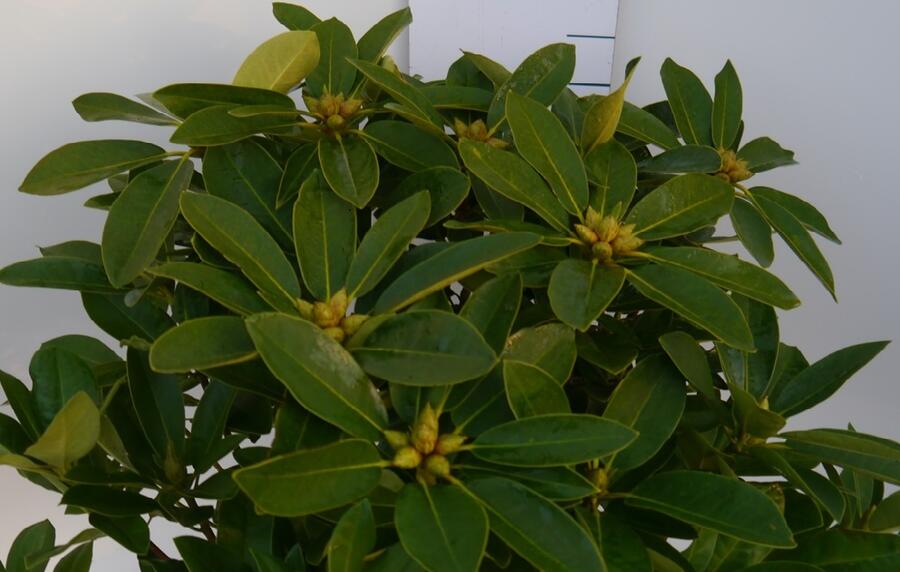 Pěnišník 'Onkel Diners' - Rhododendron 'Onkel Diners'