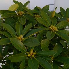 Pěnišník 'Onkel Diners' - Rhododendron 'Onkel Diners'