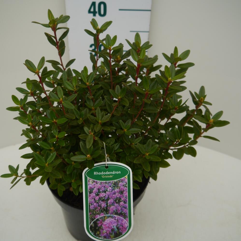 thuja hecke dngen Thuja Dnger flssig - Fr gesunde Thuja Pflanzen!