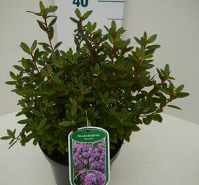 Pěnišník 'Gristede' - Rhododendron 'Gristede'