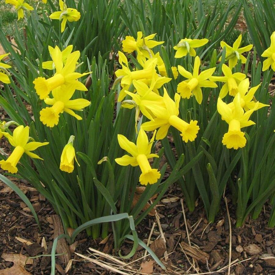 Narcis bramboříkokvětý 'February Gold' - Narcissus Cyclamineus 'February  Gold' | Zahradnictví FLOS