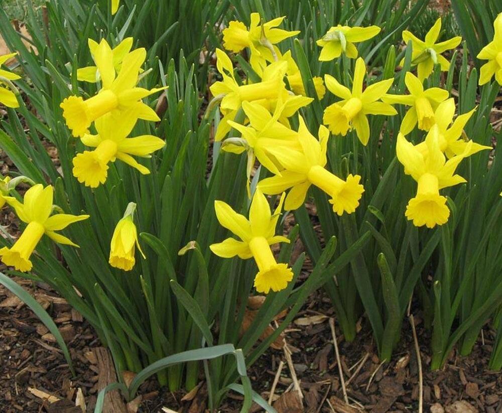 Narcis bramboříkokvětý 'February Gold' - Narcissus cyclamineus 'February Gold'