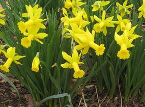 Narcis bramboříkokvětý 'February Gold' - Narcissus cyclamineus 'February Gold'
