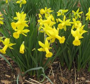 Narcis bramboříkokvětý 'February Gold' - Narcissus cyclamineus 'February Gold'