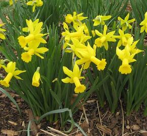 Narcis bramboříkokvětý 'February Gold' - Narcissus Cyclamineus 'February Gold'