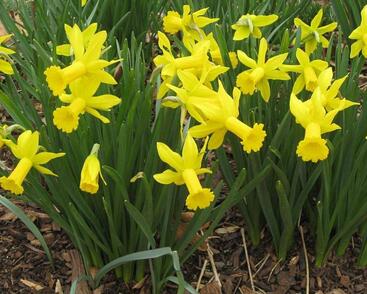 Narcis bramboříkokvětý 'February Gold'