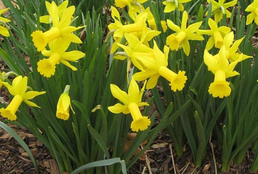 Narcis bramboříkokvětý 'February Gold' - Narcissus cyclamineus 'February Gold'
