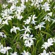 Ladoňka zářící 'Alba' - Chionodoxa luciliae 'Alba'