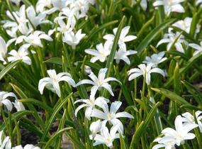 Ladoňka zářící 'Alba' - Chionodoxa luciliae 'Alba'