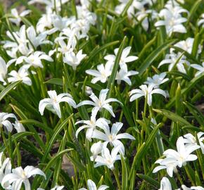 Ladoňka zářící 'Alba' - Chionodoxa luciliae 'Alba'