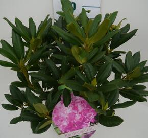 Pěnišník černomořský 'Roseum Elegans'