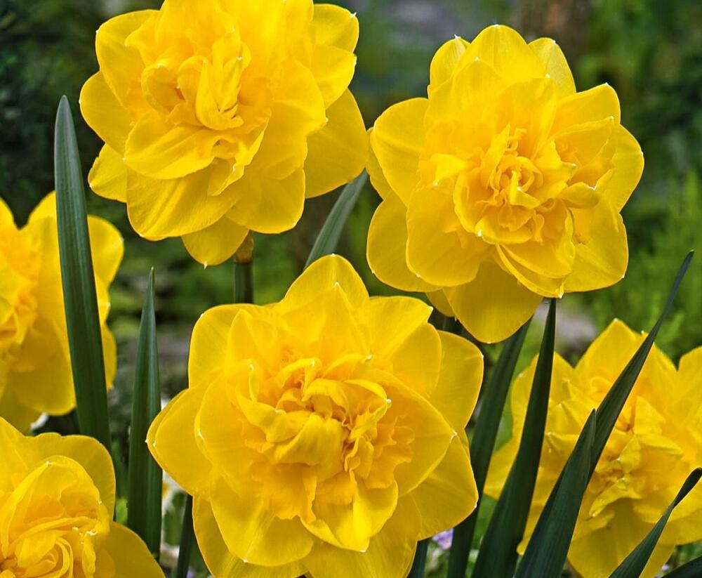 Narcis plnokvětý 'Golden Ducat' - Narcissus double 'Golden Ducat'