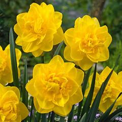 Narcis plnokvětý 'Golden Ducat' - Narcissus double 'Golden Ducat'
