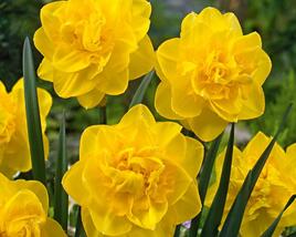Narcis plnokvětý 'Golden Ducat'