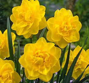 Narcis plnokvětý 'Golden Ducat' - Narcissus double 'Golden Ducat'