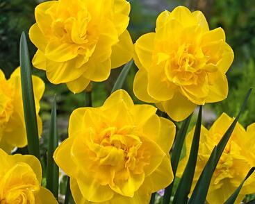 Narcis plnokvětý 'Golden Ducat'