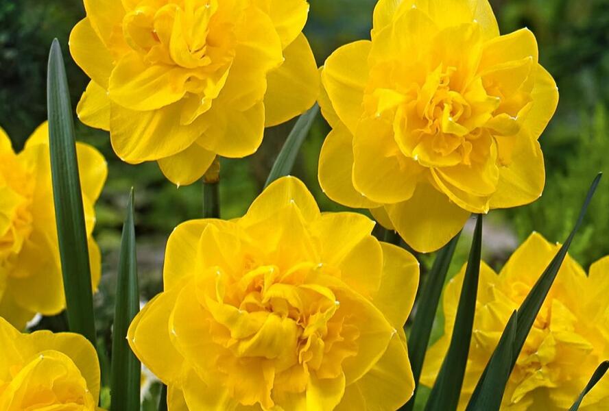 Narcis plnokvětý 'Golden Ducat' - Narcissus double 'Golden Ducat'