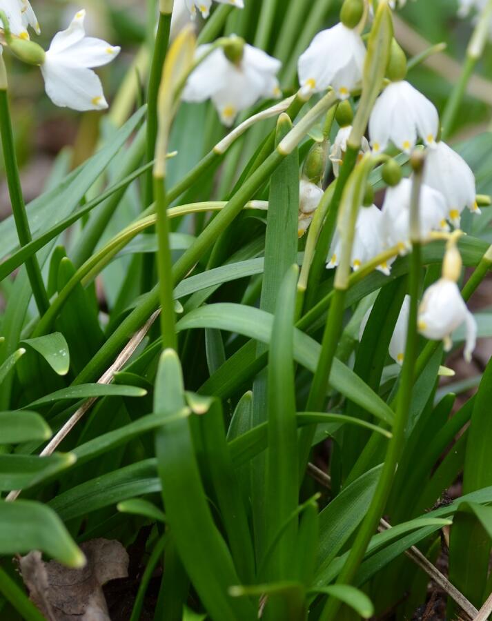 Bledule jarní - Leucojum vernum