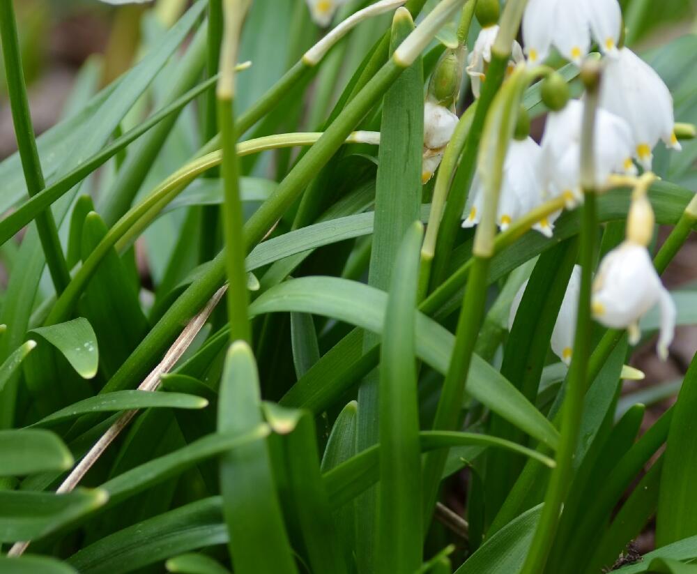 Bledule jarní - Leucojum vernum