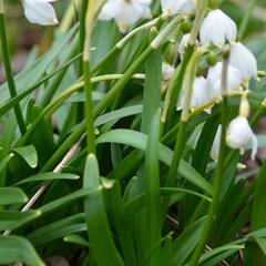 Bledule jarní - Leucojum vernum