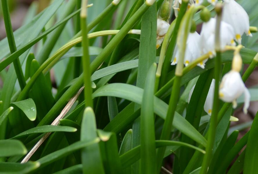 Bledule jarní - Leucojum vernum