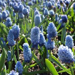 Modřenec arménský 'Azureum' - Muscari armeniacum 'Azureum'