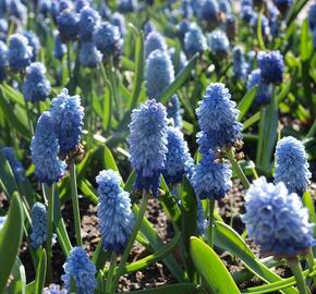 Modřenec arménský 'Azureum' - Muscari armeniacum 'Azureum'