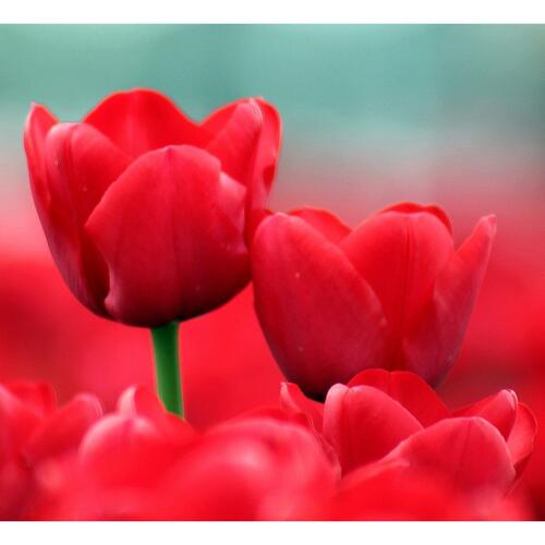 Tulipán Darwin hybrid 'Oxford' - Tulipa Darwin hybrid 'Oxford'