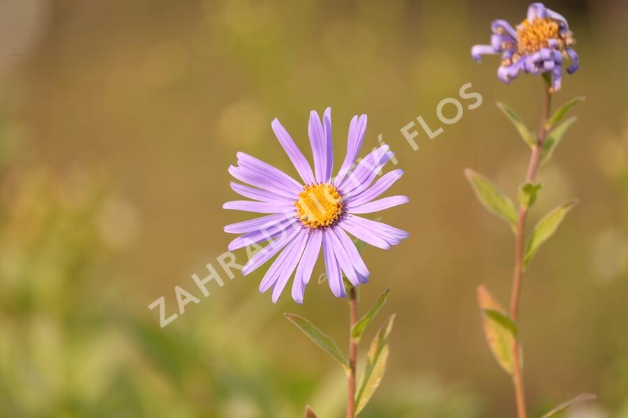 Hvězdnice 'Monch' - Aster frikartii 'Monch'