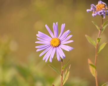 Hvězdnice Frikartova 'Monch'