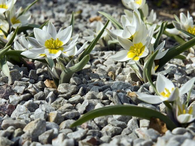 Tulipán botanický polychroma - Tulipa polychroma