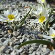 Tulipán botanický polychroma - Tulipa polychroma