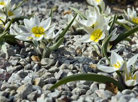 Tulipán botanický polychroma - Tulipa polychroma