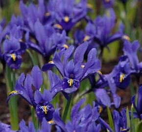 Kosatec síťkovaný 'Pixie' - Iris reticulata 'Pixie'