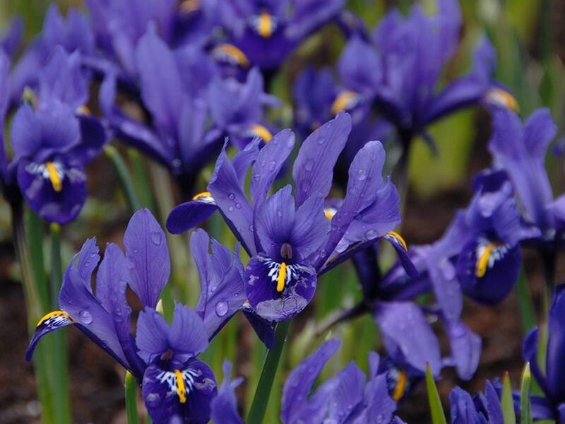 Kosatec síťkovaný 'Pixie' - Iris reticulata 'Pixie'