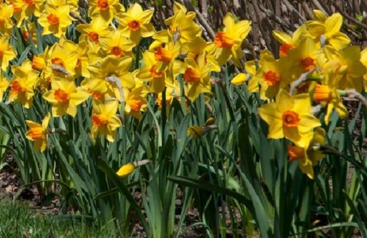 Narcis trubkový 'Brackenhurst' - Narcissus Trumpet 'Brackenhurst'