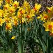 Narcis trubkový 'Brackenhurst' - Narcissus Trumpet 'Brackenhurst'