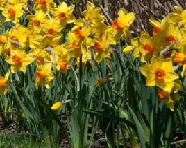 Narcis trubkovitý 'Brackenhurst'
