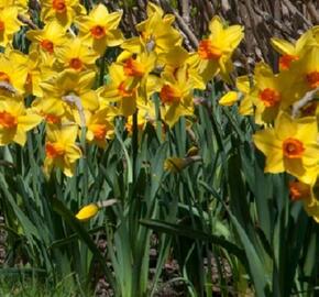 Narcis trubkový 'Brackenhurst' - Narcissus Trumpet 'Brackenhurst'