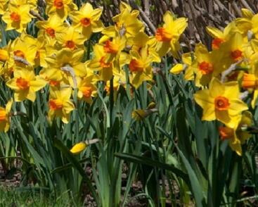 Narcis trubkovitý 'Brackenhurst'