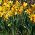 narcis-trubkovy-brackenhurst.jpg