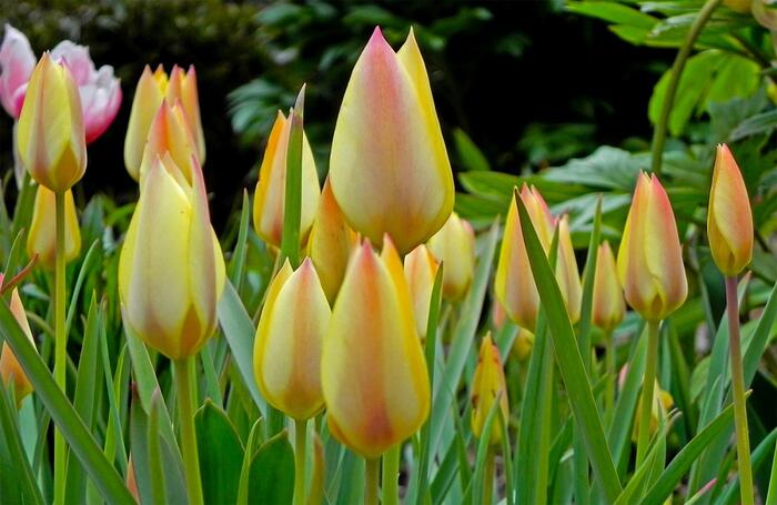Tulipán 'Honky Tonk' - Tulipa batalinii 'Honky Tonk'