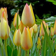 Tulipán 'Honky Tonk' - Tulipa batalinii 'Honky Tonk'