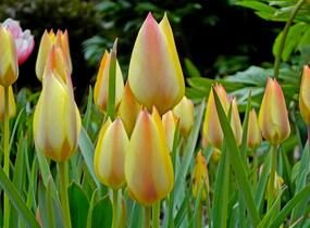 Tulipán botanický 'Honky Tonk' - Tulipa batalinii 'Honky Tonk'
